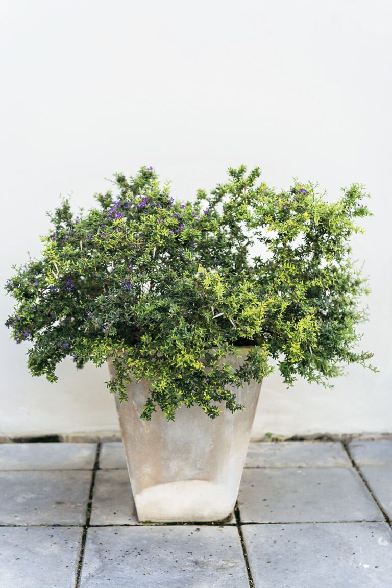 stone planters